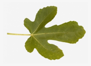 If You Have An Alpha Texture Of A Leaf Like - Maple Leaf #8152845