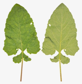 Leaf - Grey Alder #8152995