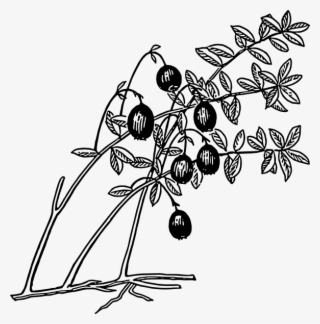 Small - Guava Tree Black And White #8153278