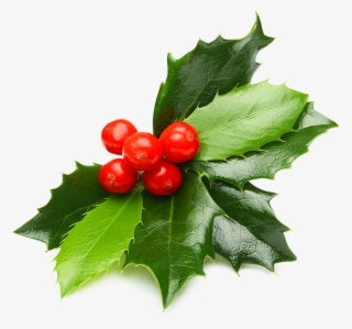 Holly - Hollyleaf Cherry #8153778