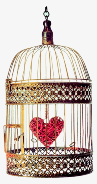 Report Abuse - Cage #8155924