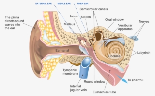 Types Of Hearing Loss - Nerve Of The Ear #8156458