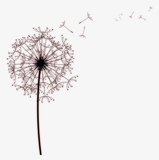 Paper Common Dandelion Photography - Dandelion Drawings #8156830