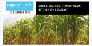 Local Company Makes Bottles From Sugarcane - Hawaiian Sugar Cane Farm #8157178