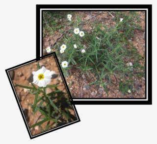 Fragrant Heliotrope Is A Diminutive Plant - Camomile #8157992