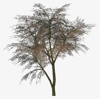 Árvore De Judas - Cercis Siliquastrum Png #8158158