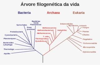 3 Dominios De Woese #8158391