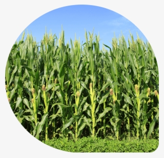 Result Result - Corn In The Field #8158508