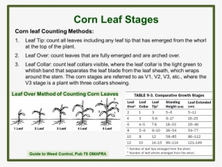 Corn Growth Stages #8158969