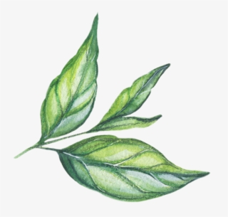 5 Plants You Need To Create Your Own Herbal Tea Garden - Tea Plant #8159718