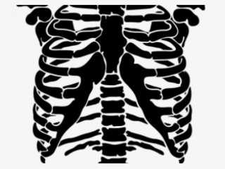 Rib Cage Png - Rib #8159842