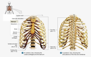 The Thoracic Cage Protects Organs In The Chest And - Atlanto Occipital On Skeleton #8160069