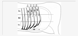 The Rib Cage Was Divided Into Three Regions - Line Art #8160345