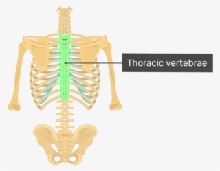 Posterior View Of The Vertebral Column And Rib Cage - Thoracic Vertebrae Posterior View #8160730