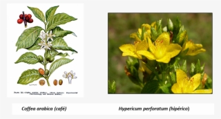 Plantas - Coffee Plant #8162313