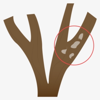 A Demás De Estimular El Desarrollo Del Árbol O Arbusto - Hand #8162752