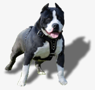 Free Png Download Cachorro Pitbull Png Images Background - American Pitbull Black And White #8163110