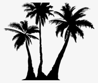 Palm Tree Drawing Transparent Background #8163438