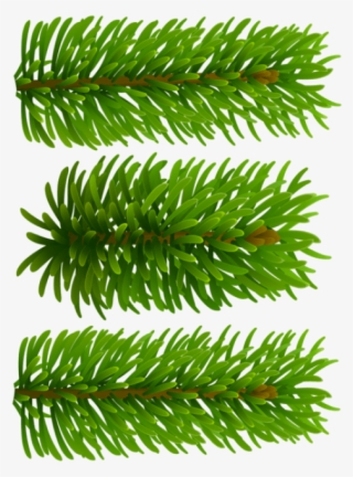 Free Png Beautiful Pine Branches Png #8163559