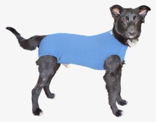 Dscn2203 Alterado - Roupinha Cachorro Png #8164061