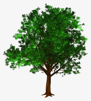 Growth Leaf Nature - Arboles Para Photoshop Sin Fondo #8164101