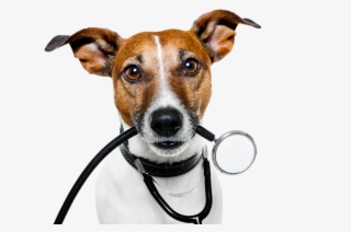 Veterinary Service #8164110