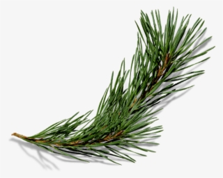 Baroque Siberian Pine - Pond Pine #8164170