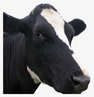 Dairy Cow #8164215