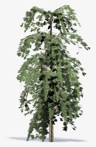 Algerian Fir - Redwood #8164435