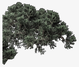 Mexican Pinyon #8164618