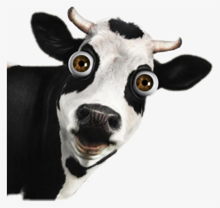 Cow Sticker - Cow Welcome #8164866