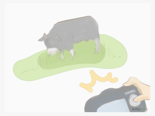 Dairy Cow #8164934
