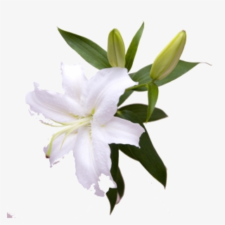 Beautiful Lily Hd Flower - Lily #8165259