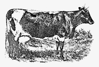 Lineback Cattle - Dairy Cow #8165318