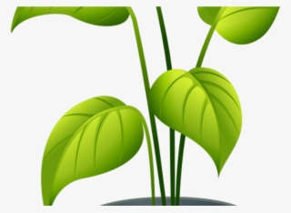 Flower Pot 5 Emoticons Flowers Pinterest Plants, Flower - Non Flowering Plants Clipart #8165471