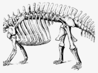 Sleleton Clipart Brontosaurus - Brontosaurus Skeleton #8169888