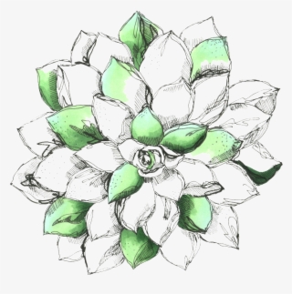 Hand Drawn Flower - Sacred Lotus #8170216