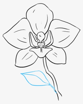 How To Draw Orchid - Easy Orchid Drawing #8170634