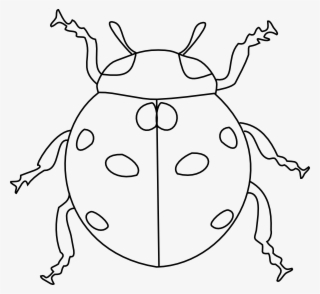 Ladybug Face Pencil And In Color - Ladybug White Clipart #8170671