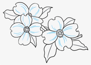 How To Draw Dogwood Flowers - Easy Dogwood Flower Drawing #8171016