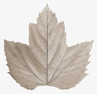Restaurante Bouquet - Maple Leaf #8176032