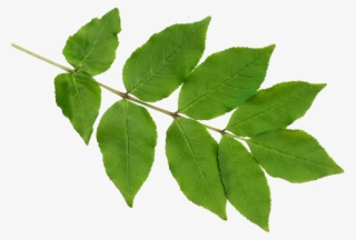 Lyrba - Swamp Maple #8176161