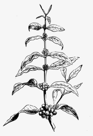 Drawing Coffee Bean Plant #8176497