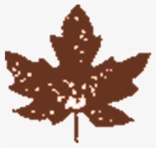 Hoja - Maple Leaf #8177140