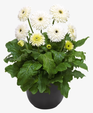 Glacier® - Barberton Daisy #8179431