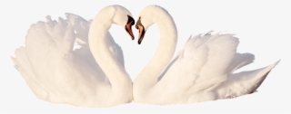 Swan, Love, Bird, White, Feather, Romantic, Swans, - Tundra Swan #8179492