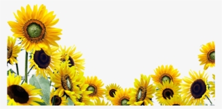 Free Png Download Sunflower Png Png Images Background - Sunflower Garden Transparent Background #8183218