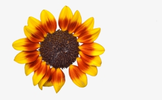 Free Png Download Sunflower Png Tumblr Png Images Background - Flor De Girasol Png #8184056