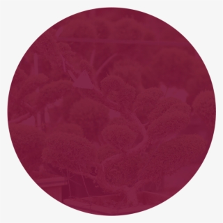 Southwest Nursery - Circle #8184325