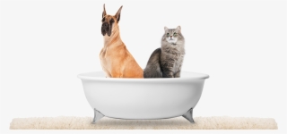 Pet Products Beta Page 2b - Great Dane #8184439